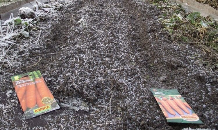 A guide to planting carrots before winter for beginner gardeners