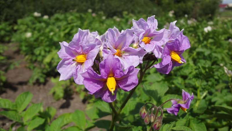 What to do if potatoes don’t bloom and why this happens