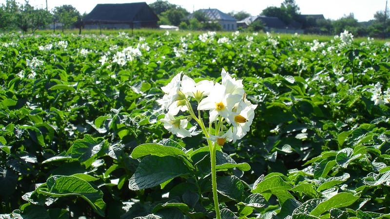 What to do if potatoes don’t bloom and why this happens