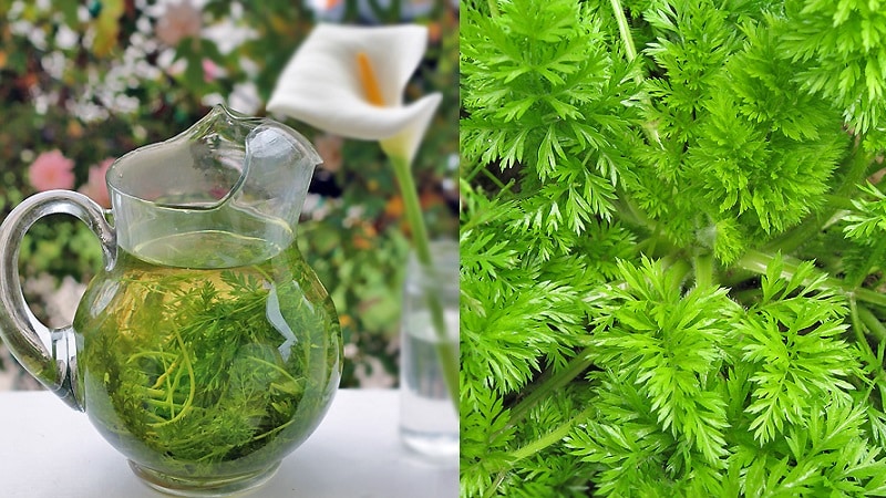 Useful properties and the most delicious recipes for carrot tea