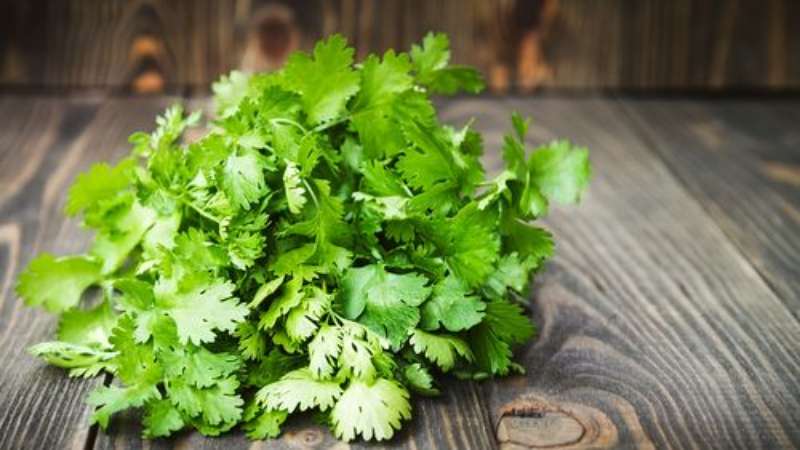 Beneficial properties of parsley for women