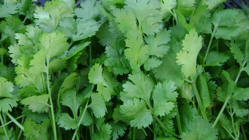 Beneficial properties of parsley for women