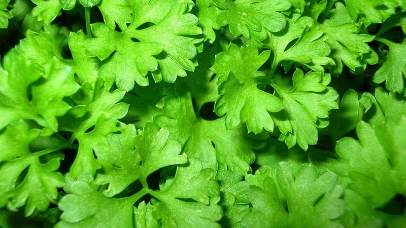 Beneficial properties of parsley for women