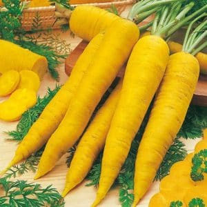 Beneficial properties of yellow carrots, and what is the difference from regular orange ones