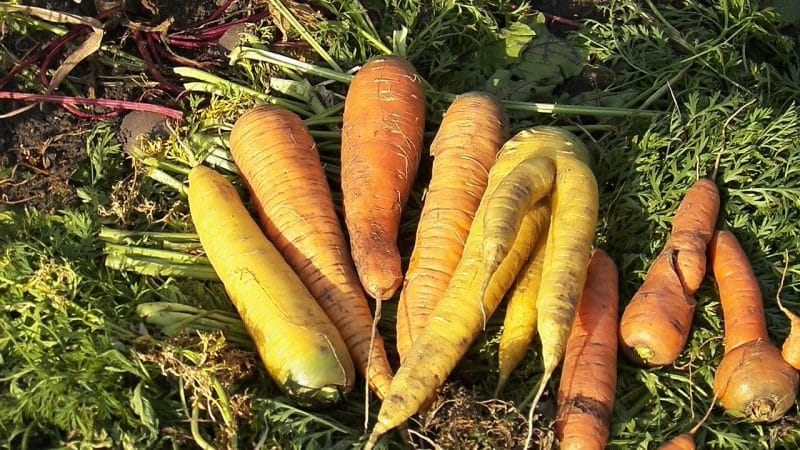 Beneficial properties of yellow carrots, and what is the difference from regular orange ones