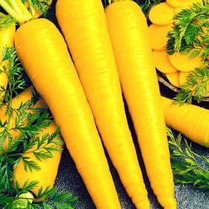 Beneficial properties of yellow carrots, and what is the difference from regular orange ones