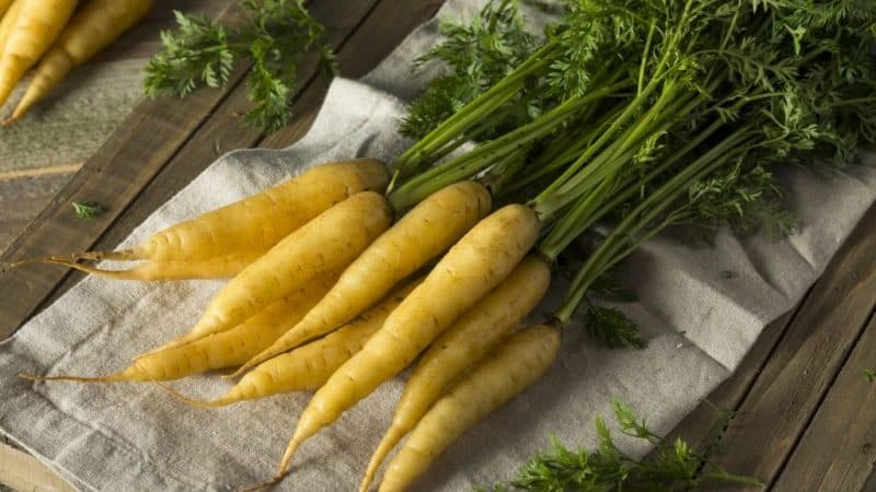 Beneficial properties of yellow carrots, and what is the difference from regular orange ones