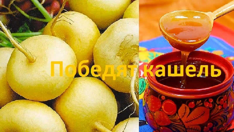 Does turnip with honey help with cough and how to use this medicine correctly