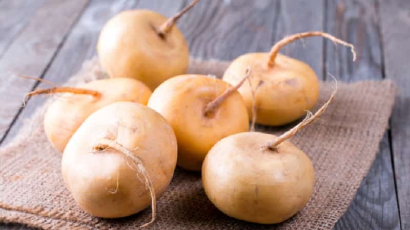 Does turnip with honey help with cough and how to use this medicine correctly