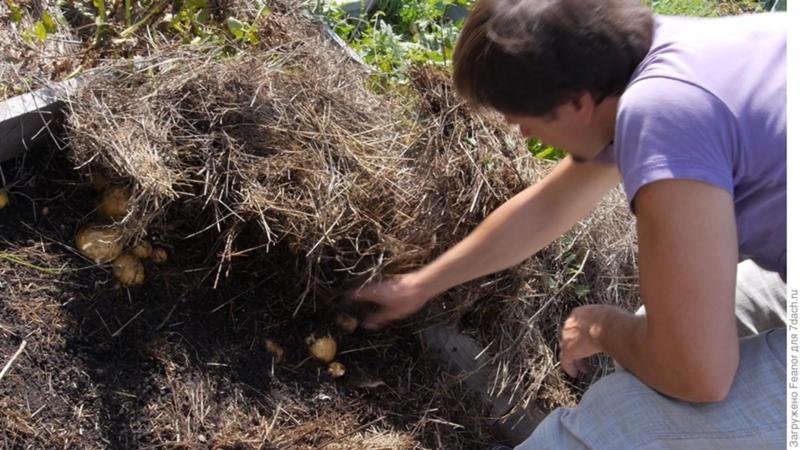 How to plant potatoes under straw in the garden