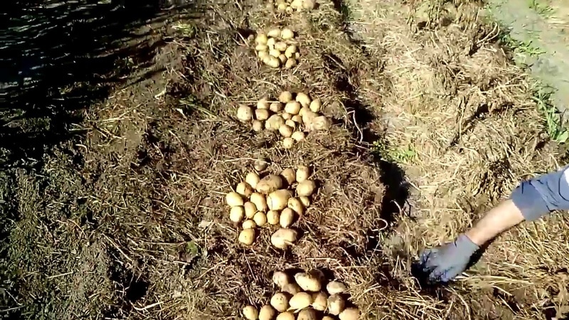 How to plant potatoes under straw in the garden