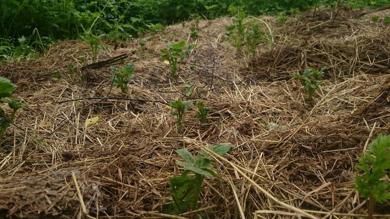 New methods of planting potatoes and care features