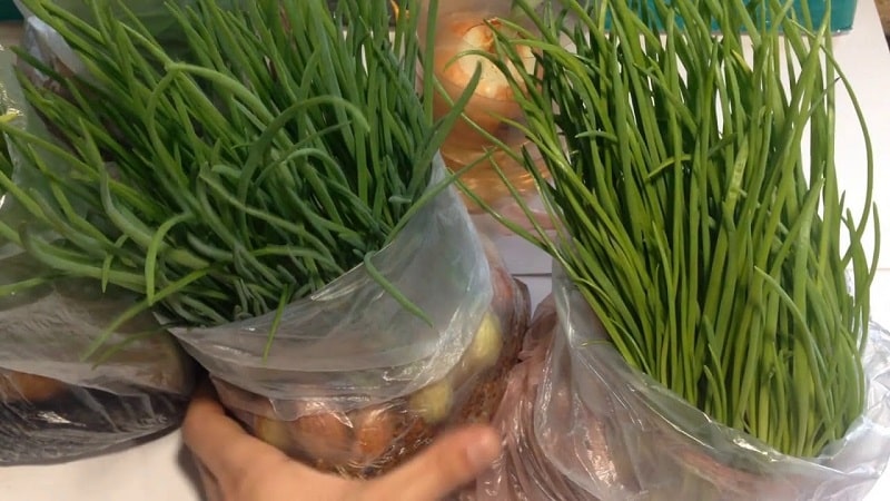 The technology of planting and growing onions in a bag without soil is a super way!