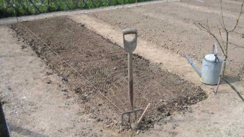 Step-by-step instructions for preparing a bed for onions in the fall