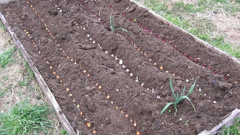 Step-by-step instructions for preparing a bed for onions in the fall