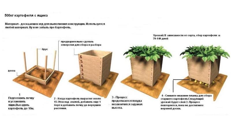 Step-by-step guide to growing potatoes in boxes