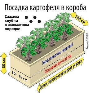 Step-by-step guide to growing potatoes in boxes