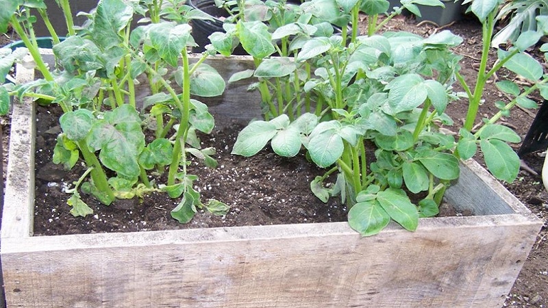 Step-by-step guide to growing potatoes in boxes