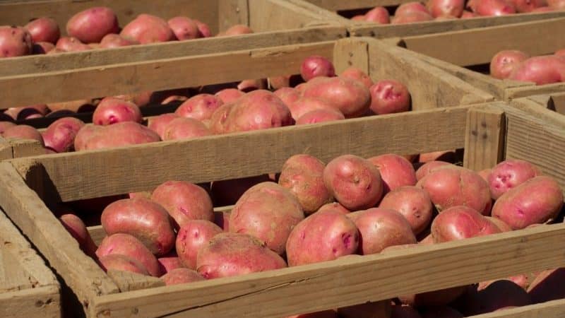 Rules for storing seed potatoes: instructions for preparing seeds and optimal conditions