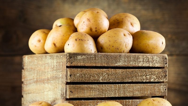 Rules for storing seed potatoes: instructions for preparing seeds and optimal conditions
