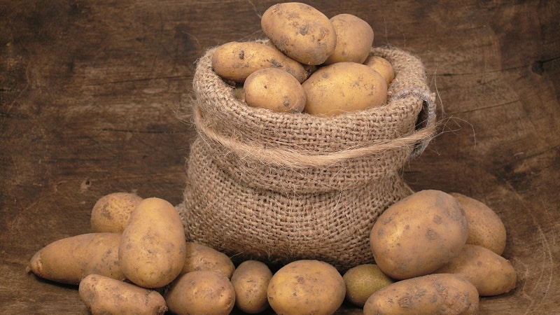 Rules for storing seed potatoes: instructions for preparing seeds and optimal conditions