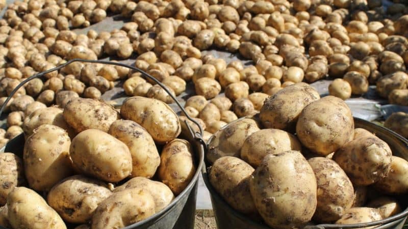 Rules for storing seed potatoes: instructions for preparing seeds and optimal conditions