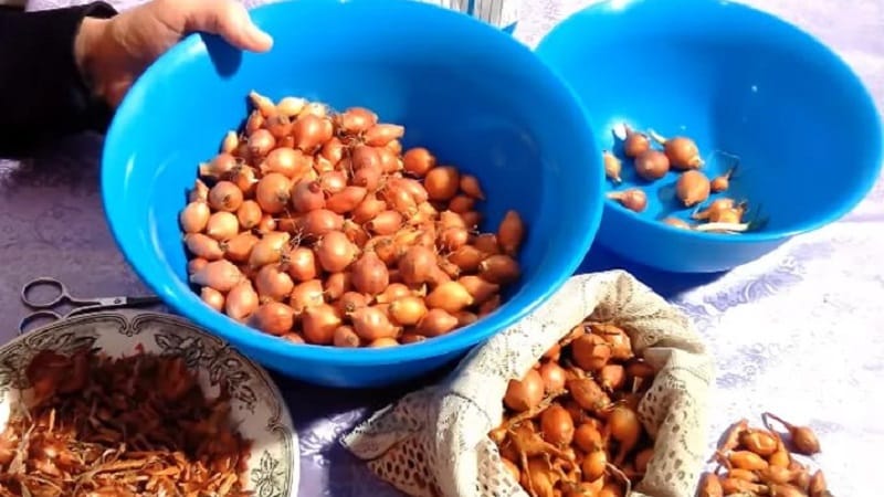 Rules for processing onions before planting