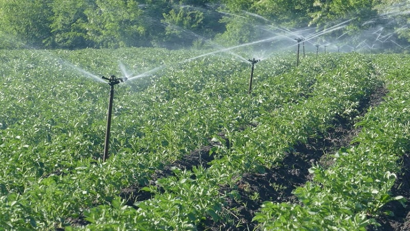Rules for watering potatoes during flowering