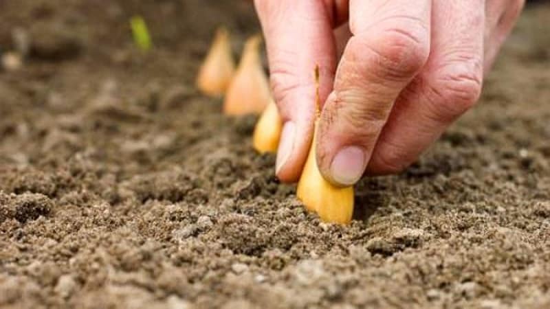 Rules for planting onions on turnips before winter