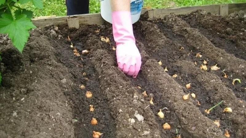 Rules for planting onions on turnips before winter