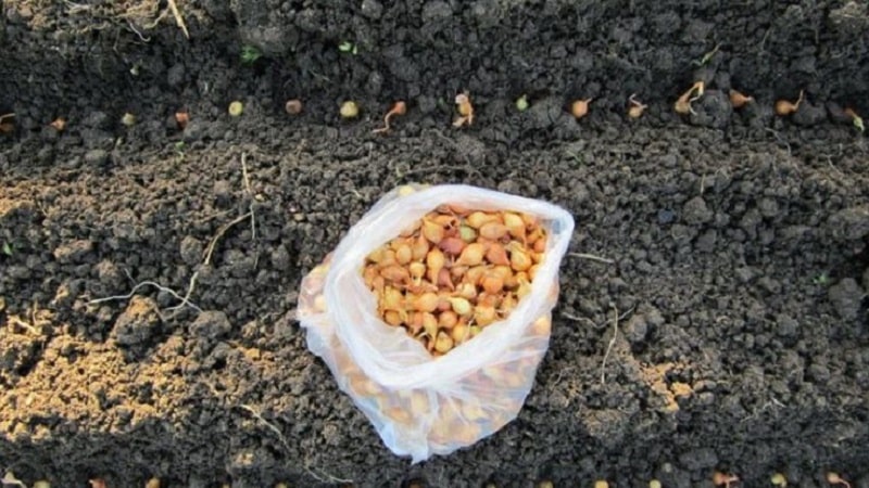 Rules for planting onions on turnips before winter