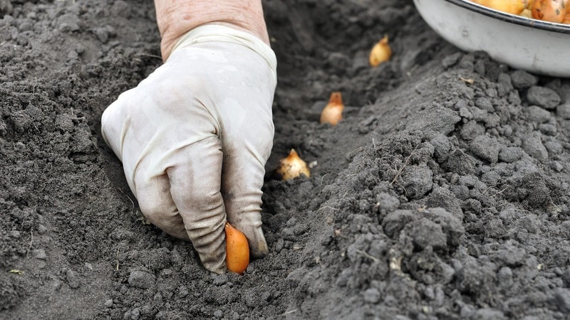 Rules for planting onions on turnips before winter
