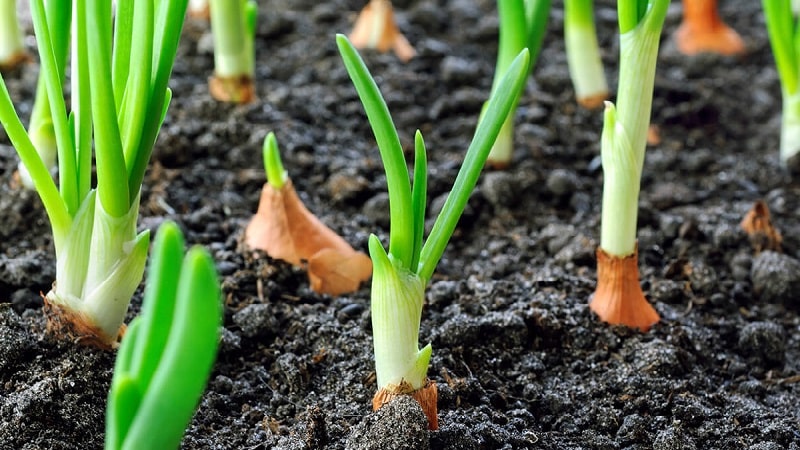 Rules for planting onions on turnips before winter