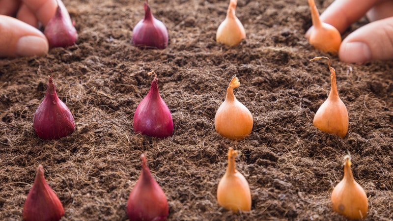 Rules for planting onions on turnips before winter