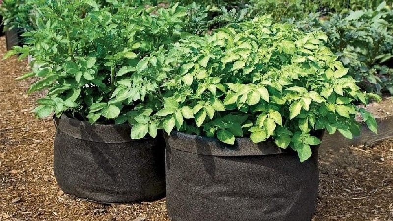 Rules for growing potatoes in bags