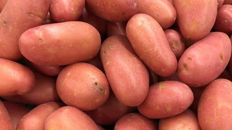 Excellent taste of red potatoes: what are their features and what types are there?