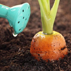 Reasons why carrots are gnarled and horned and methods for growing straight root vegetables
