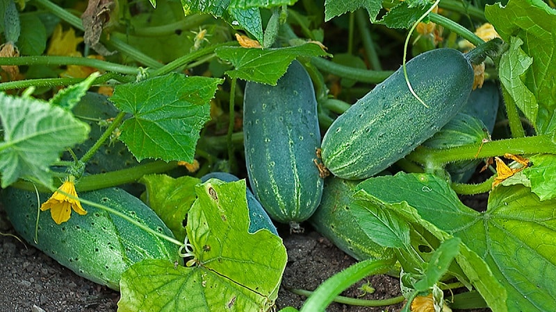 Extending the fruiting period of cucumbers: effective recipes for feeding in August