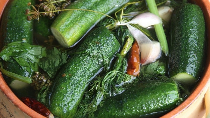 Classic recipe for lightly salted cucumbers in a pan with hot brine