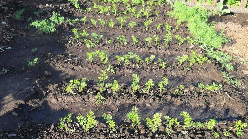 Planting carrots correctly and on time