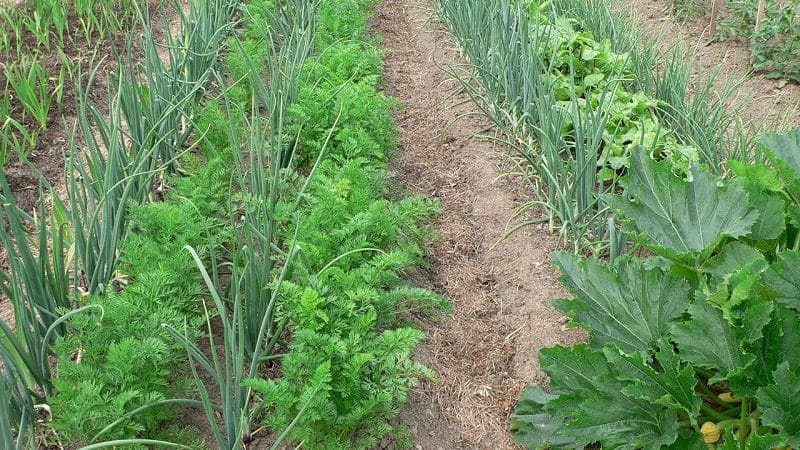 Planting carrots correctly and on time