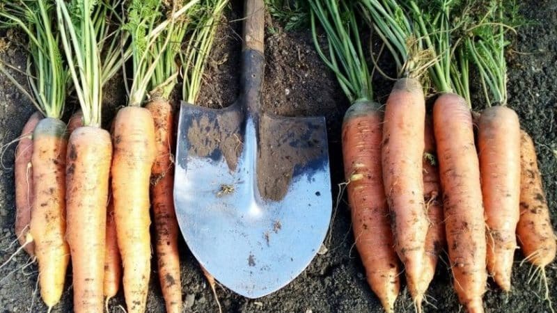 Planting carrots correctly and on time