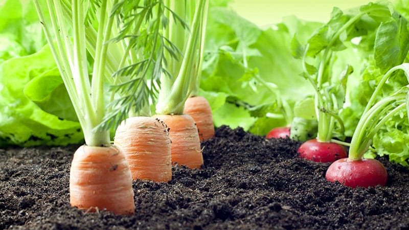 Planting carrots correctly and on time