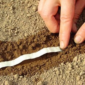How to plant carrot seeds on tape and how to make them at home