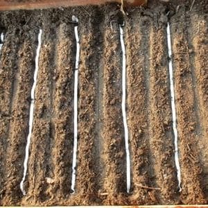 How to plant carrot seeds on tape and how to make them at home