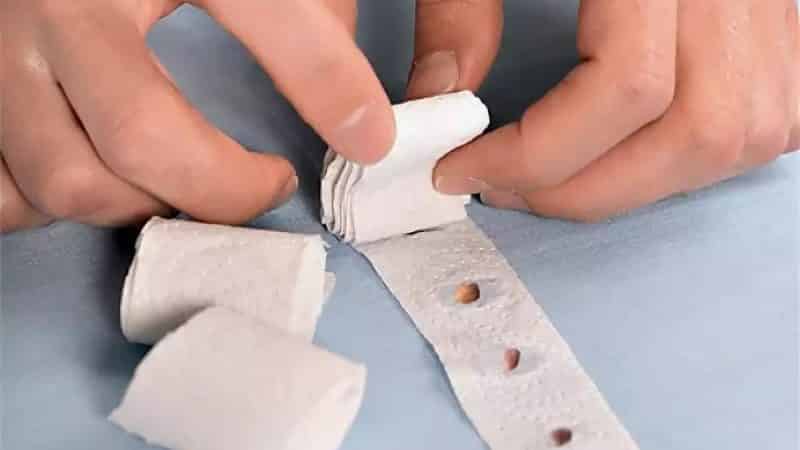 How to plant carrot seeds on tape and how to make them at home