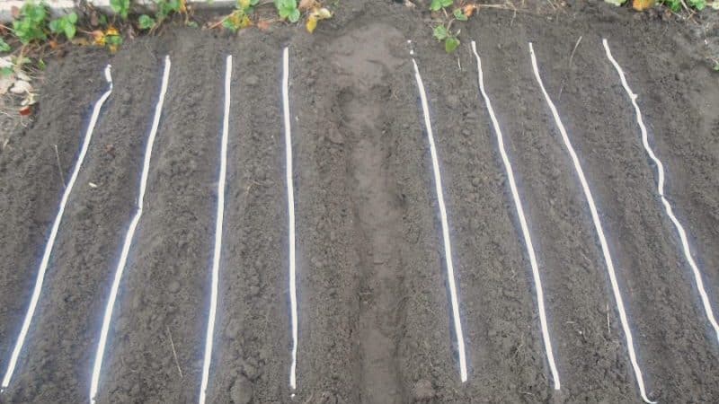How to plant carrot seeds on tape and how to make them at home
