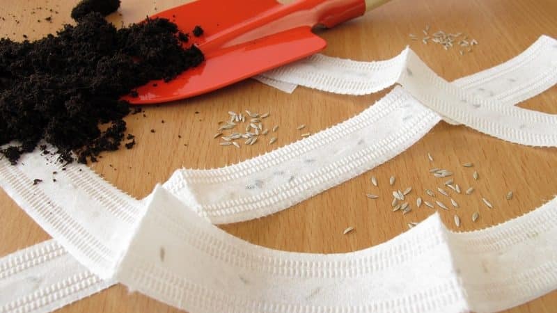 How to plant carrot seeds on tape and how to make them at home