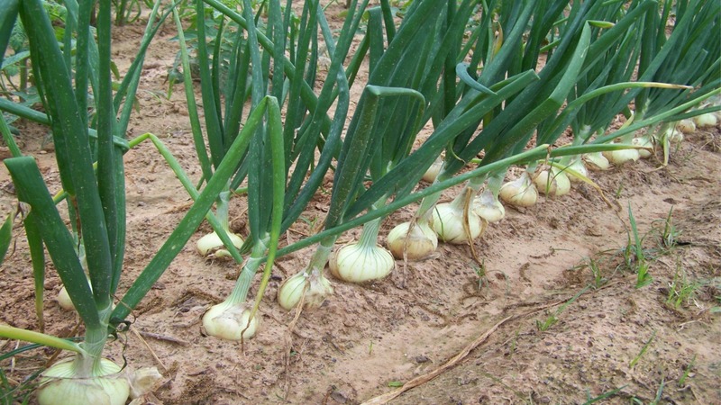 Planting patterns and rules for caring for winter onions