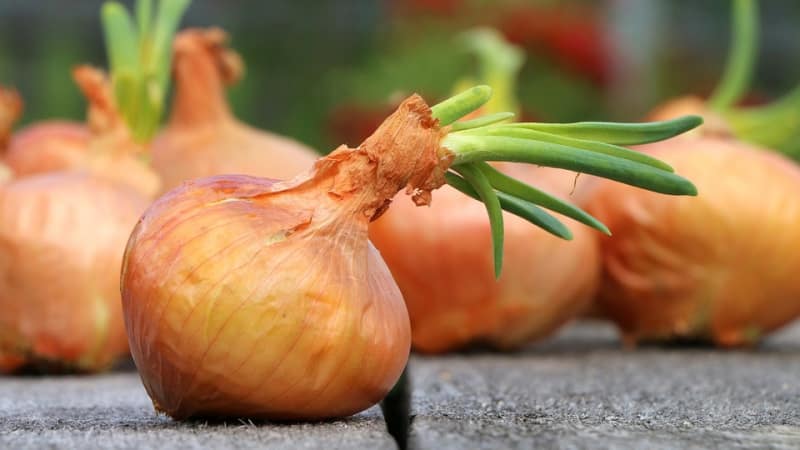 Planting patterns and rules for caring for winter onions